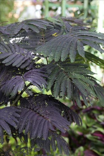 Albizia julibrissin Summer Chocolate