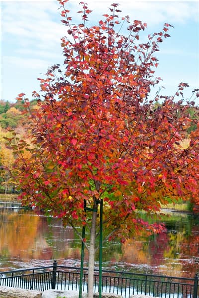 Acer rubrum Sun Valley