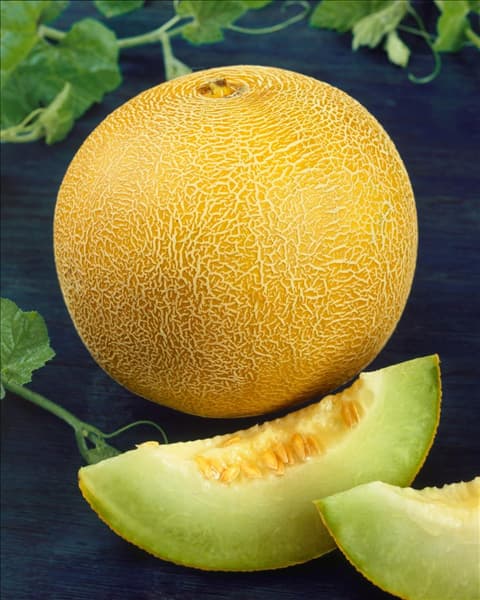 Melone/Cucumis melo Galia