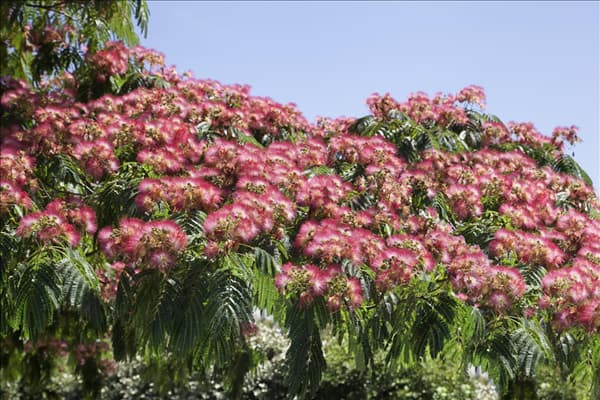 Albizia julibrissin Boubri OMBRELLA