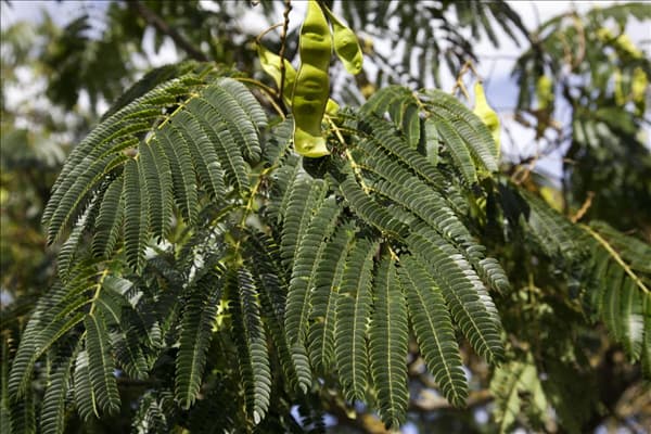 Albizia julibrissin Boubri OMBRELLA