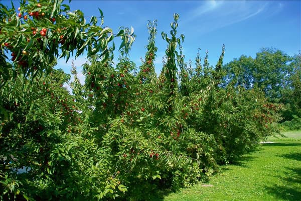 Cornus mas Jolico