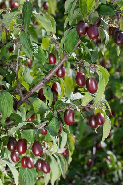 Cornus mas Jolico