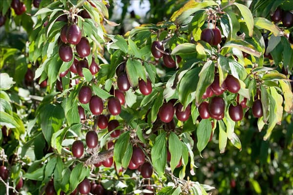 Cornus mas Jolico