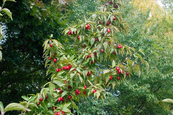 Cornus mas Jolico