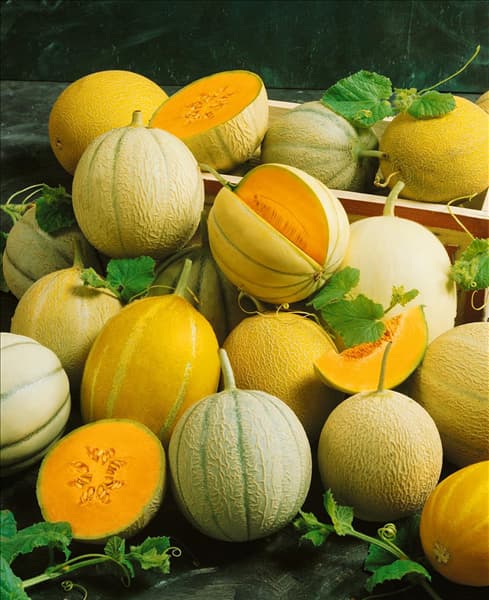Melone / Cucumis melo mixed
