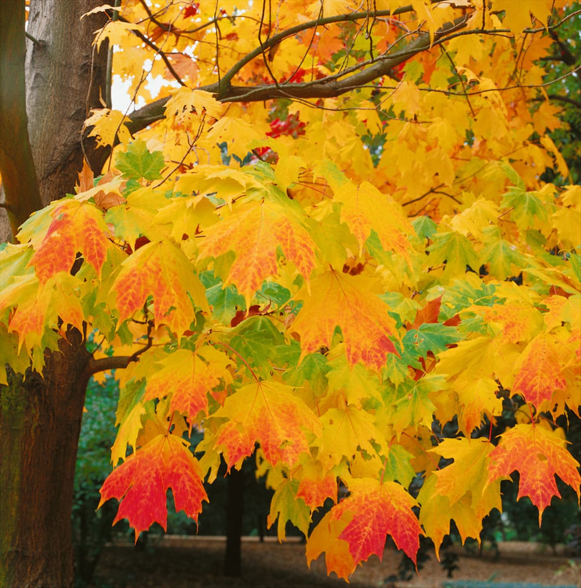 Acer saccharum im Herbst