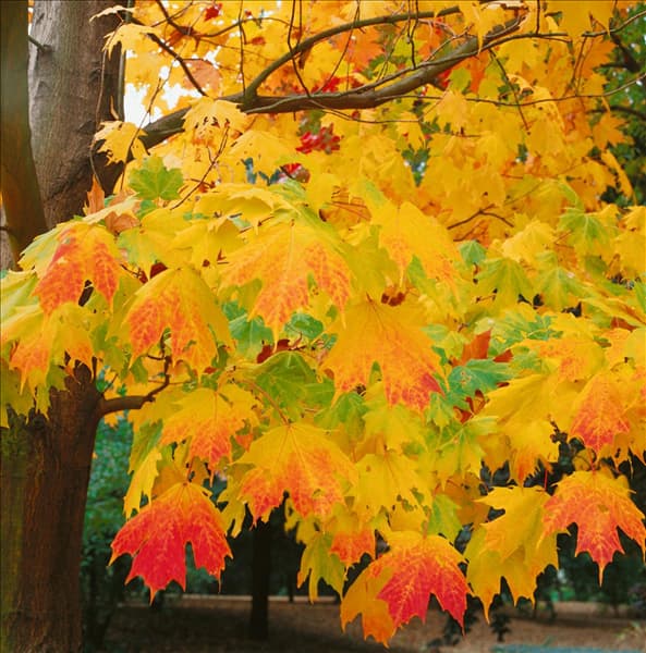 Acer saccharum im Herbst