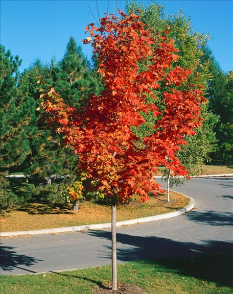ACER saccharum