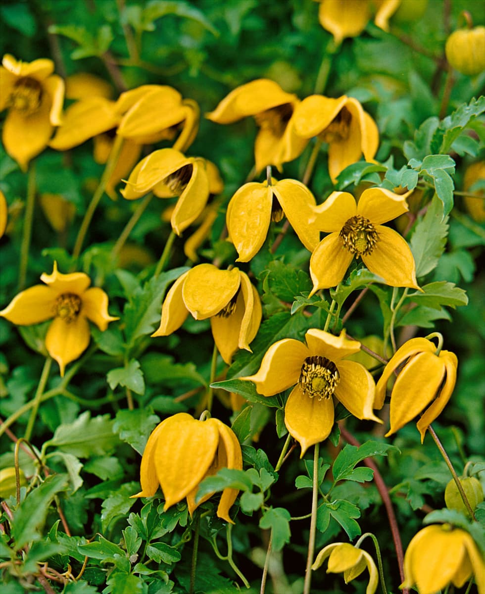 CLEMATIS ORANGE PEEL