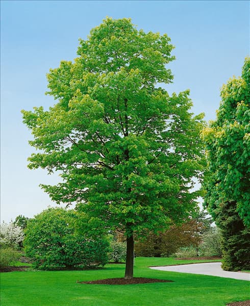 ACER saccharum