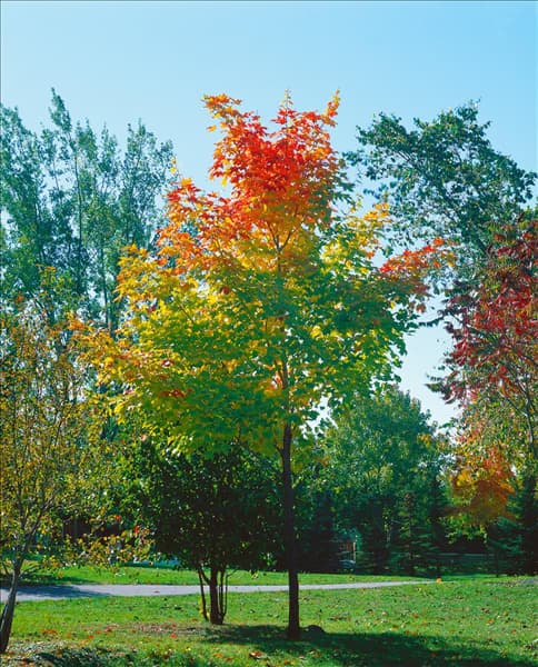 ACER saccharum