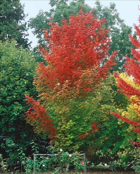 Acer saccharum im Herbst