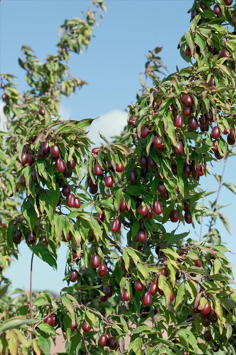 Cornus mas Kasanlaker