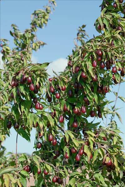 Cornus mas Kasanlaker