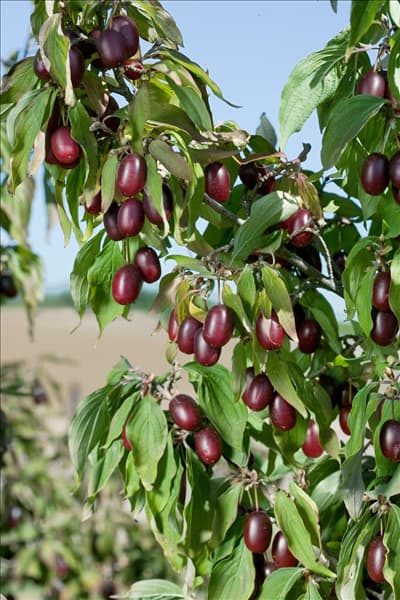 Cornus mas Kasanlaker