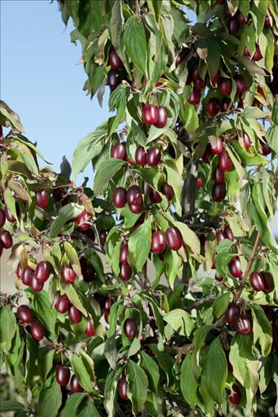 Cornus mas Kasanlaker