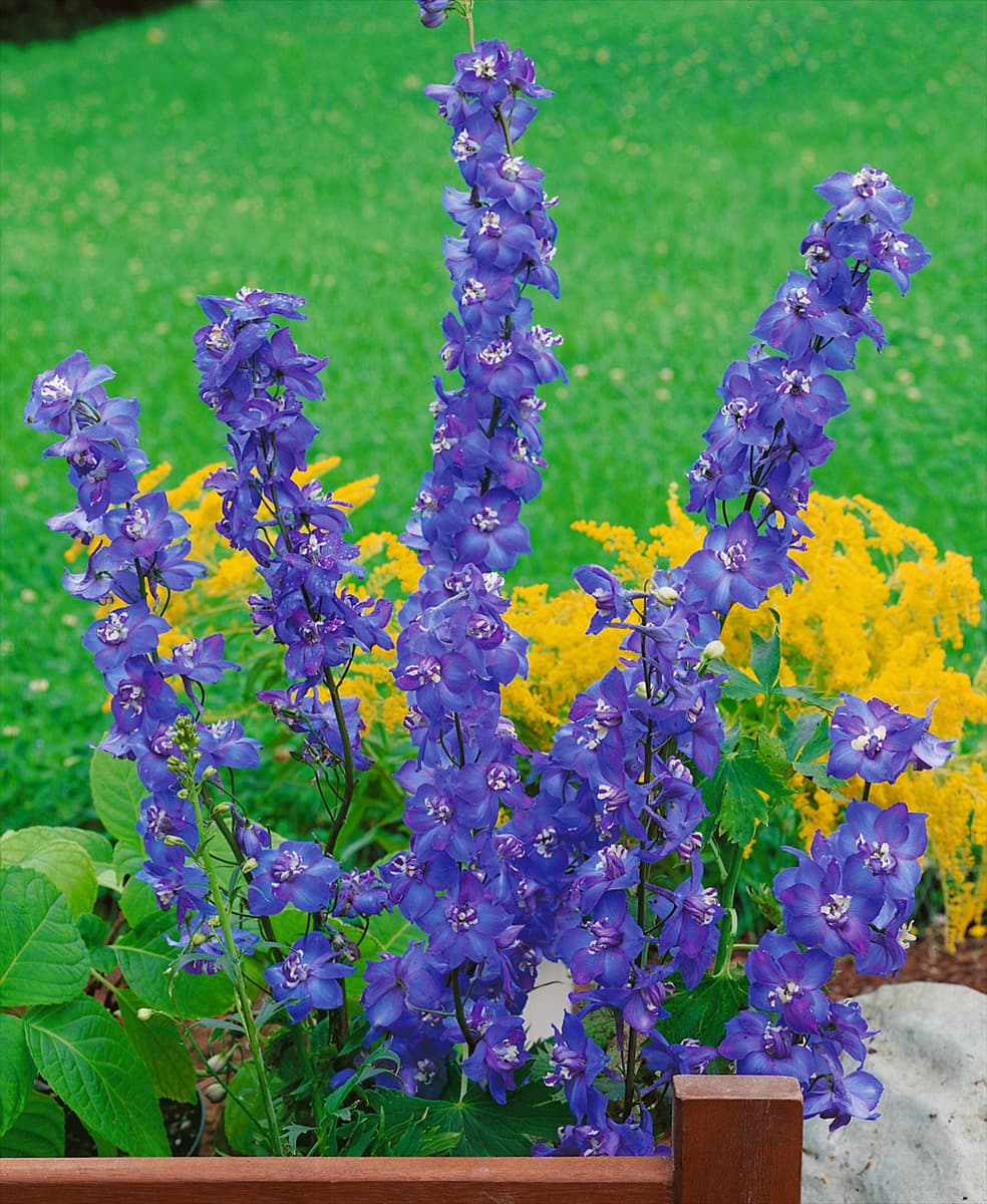 Delphinium Polarnacht