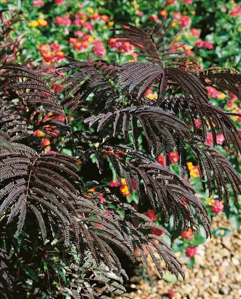 Albizia julibrissin Summer Chocolate
