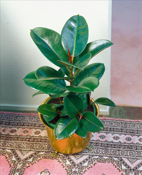 Ficus elastica Robusta