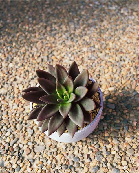 Echeveria Black Knight im Topf