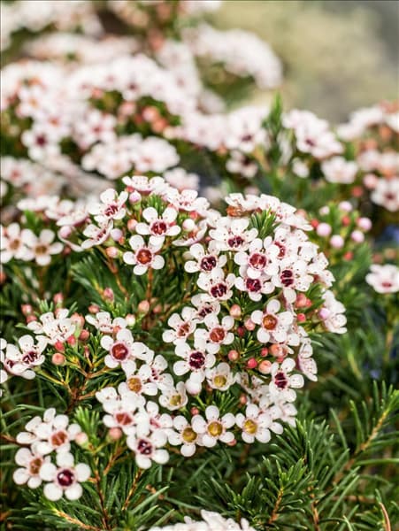 Chamelaucium uncinatum Snowflake