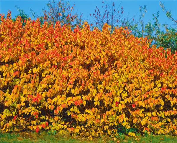 CORNUS SANGUINEA WINTER FLAME (R)