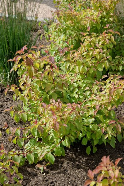Cornus sanguinea Midwinter Fire