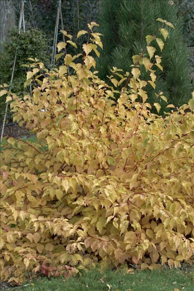 Cornus sanguinea Arctic Sun