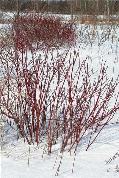 Cornus sanguinea im Winter