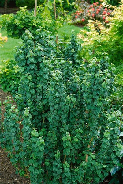 Cornus sanguinea Hessei