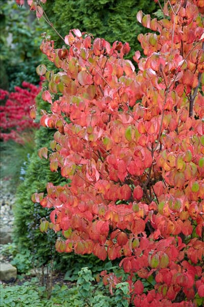 Cornus sanguinea im Herbst