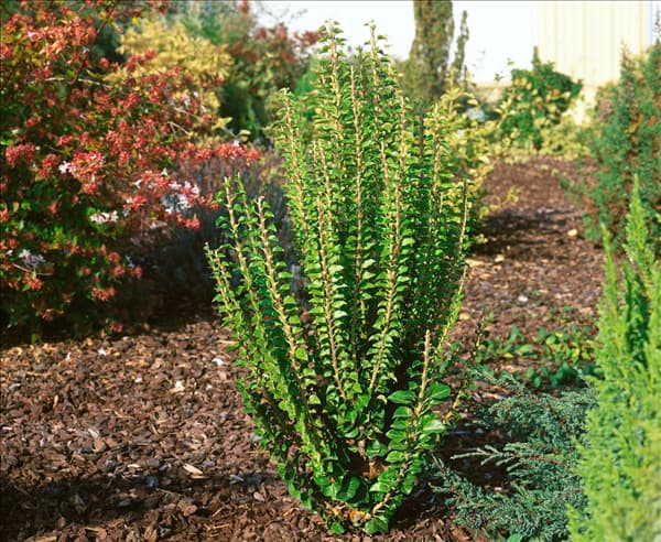 Hedera helix Erecta