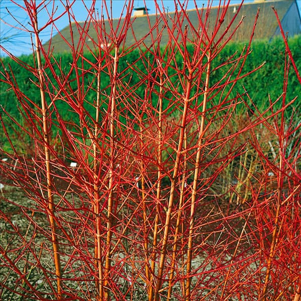 Cornus sanguinea Midwinter Fire
