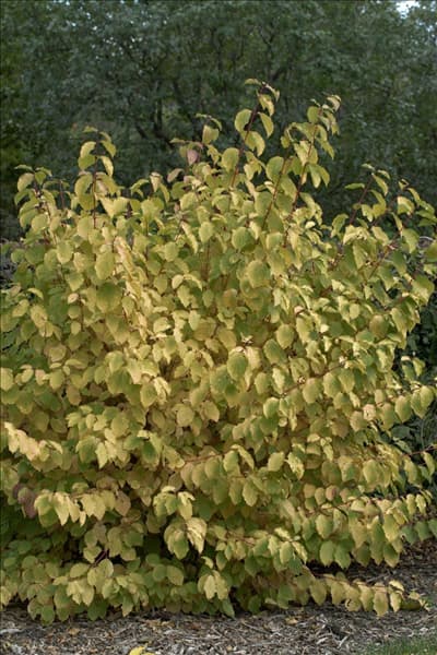 Cornus sanguinea Midwinter Fire