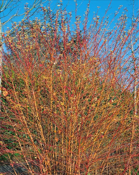 Cornus sanguinea Midwinter Fire