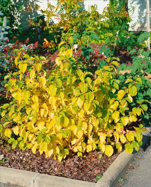 Cornus sanguinea Midwinter Fire