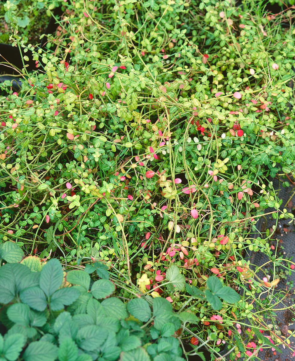 EUONYMUS FORTUNEI KEWENSIS