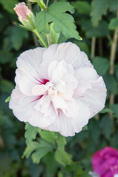 Hibiscus syriacus Bricutts CHINA CHIFFON