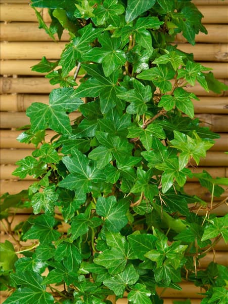 Hedera helix Green Ripple