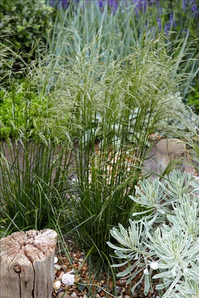 Deschampsia cespitosa