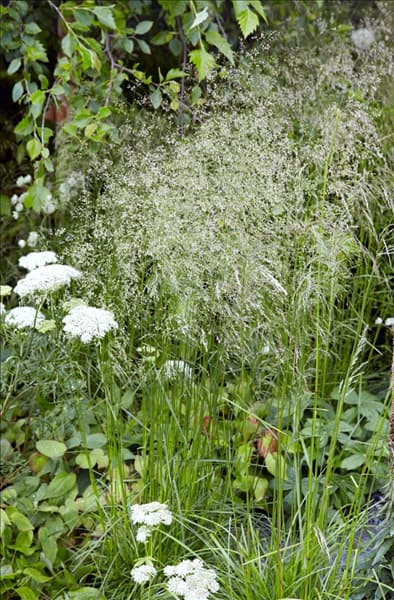 Deschampsia cespitosa