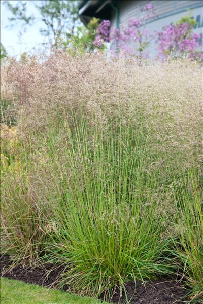 Deschampsia cespitosa Goldtau