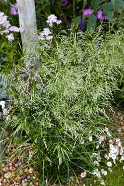 Deschampsia cespitosa