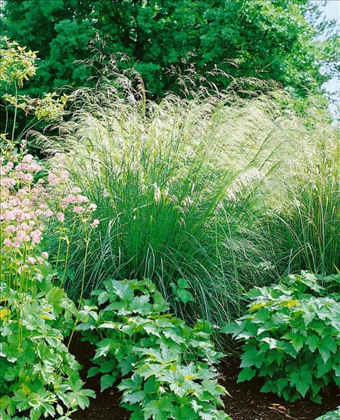 Deschampsia cespitosa Bronzeschleier