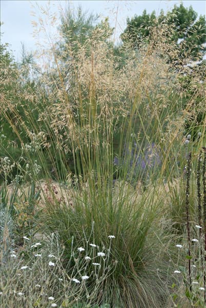 Deschampsia cespitosa