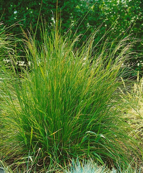 Deschampsia cespitosa