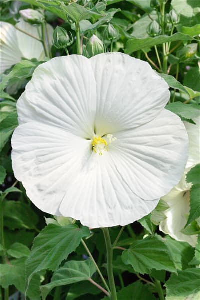 Hibiscus moscheutos Blue River II