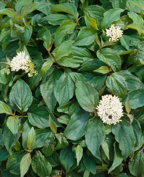 Cornus sericea Flaviramea