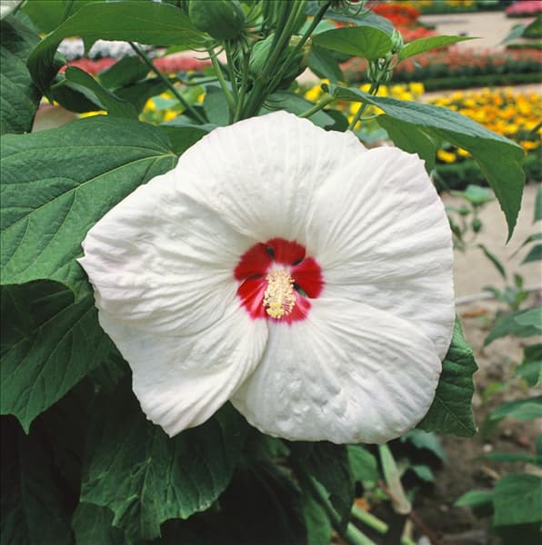 Hibiscus moscheutos Southern Bells White